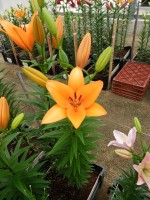 [5120 Puma DJ No01.JPG]